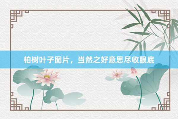 柏树叶子图片，当然之好意思尽收眼底